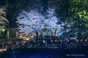 오토나시 친수공원 봄철 라이트업 2025 야경 이미지 2