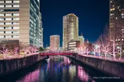 目黑川樹木以粉紅色燈光點亮的景象