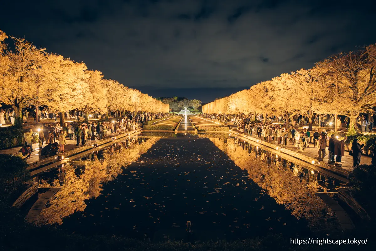 Showa Memorial Park Autumn Evening Stroll 2025の夜景