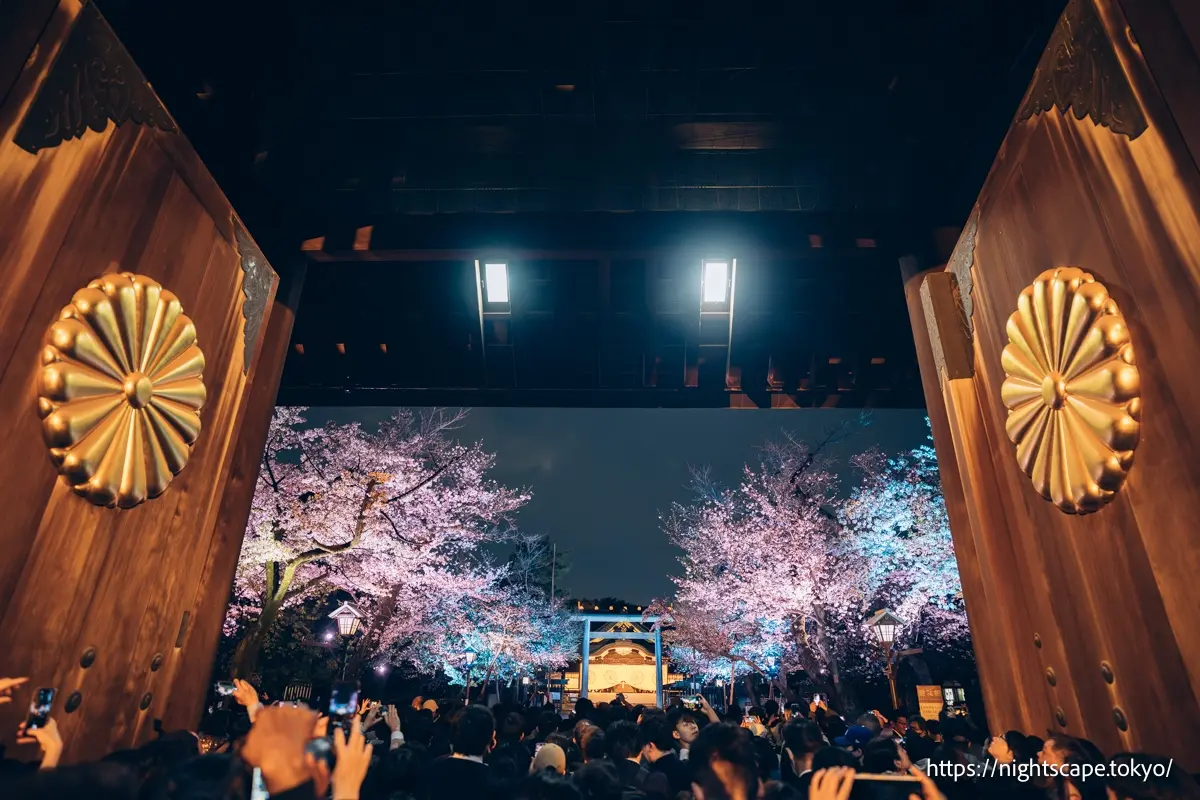 许多游客聚集的靖国神社夜樱参拜